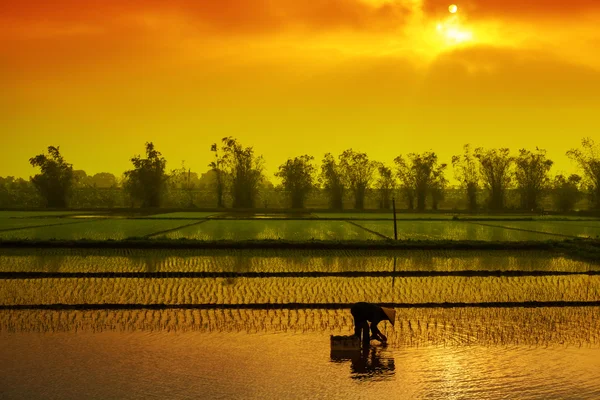 Vietname agricultor plantar arroz no campo . — Fotografia de Stock