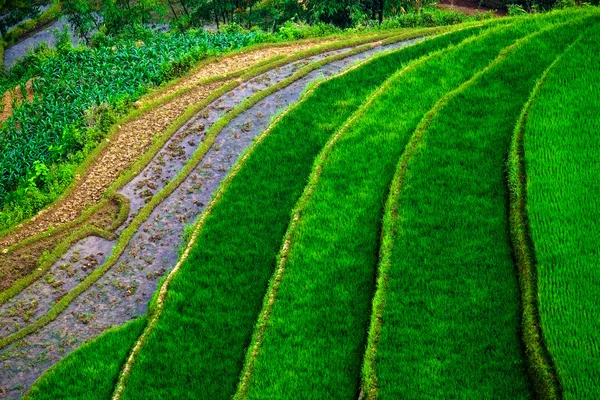 Mu Cang Chai, Yenbai, Vietnam pirinç tarlaları teraslı. — Stok fotoğraf