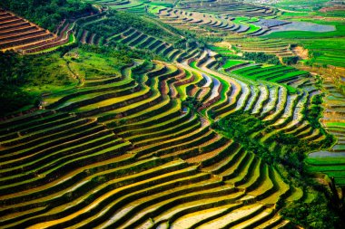 Mu Cang Chai, Yenbai, Vietnam pirinç tarlaları teraslı.