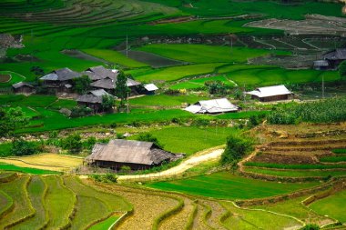 Mu Cang Chai, Yenbai, Vietnam pirinç tarlaları teraslı.