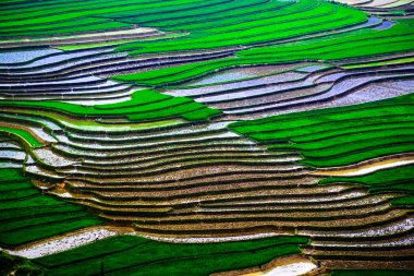 Pirinç tarlaları üzerinde Mu Cang Chai, Yenbai, Vietnam Teras. Kuzey Vietnam, hasat pirinç tarlaları hazırlamak.