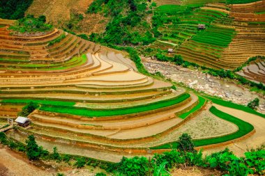 Pirinç tarlaları üzerinde Mu Cang Chai, Yenbai, Vietnam Teras. Kuzey Vietnam, hasat pirinç tarlaları hazırlamak.