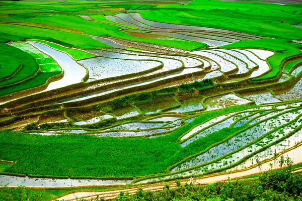 Campos de arroz en terrazas de Mu Cang Chai, YenBai, Vietnam. Los campos de arroz preparan la cosecha en el noroeste de Vietnam . — Foto de Stock