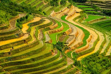 Pirinç tarlaları üzerinde Mu Cang Chai, Yenbai, Vietnam Teras. Kuzey Vietnam, hasat pirinç tarlaları hazırlamak.