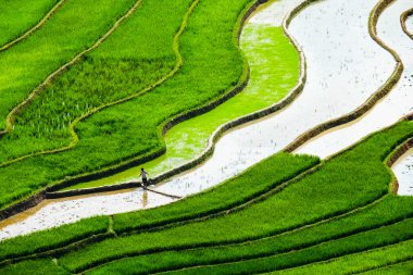Pirinç tarlaları üzerinde Mu Cang Chai, Yenbai, Vietnam Teras. Kuzey Vietnam, hasat pirinç tarlaları hazırlamak.