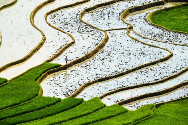 Pirinç tarlaları üzerinde Mu Cang Chai, Yenbai, Vietnam Teras. Kuzey Vietnam, hasat pirinç tarlaları hazırlamak.
