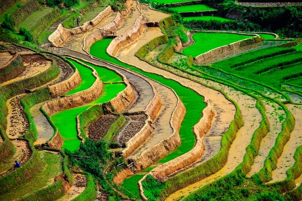 Campos de arroz en terrazas de Mu Cang Chai, YenBai, Vietnam. Los campos de arroz preparan la cosecha en el noroeste de Vietnam . —  Fotos de Stock