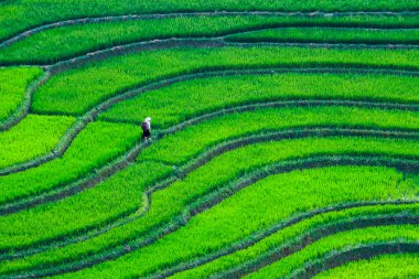 Pirinç tarlaları üzerinde Mu Cang Chai, Yenbai, Vietnam Teras. Kuzey Vietnam, hasat pirinç tarlaları hazırlamak.