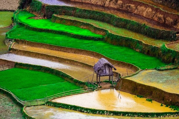 Rice fields on terraced of Mu Cang Chai, YenBai, Vietnam. Rice fields prepare the harvest at Northwest Vietnam. — Stock Photo, Image