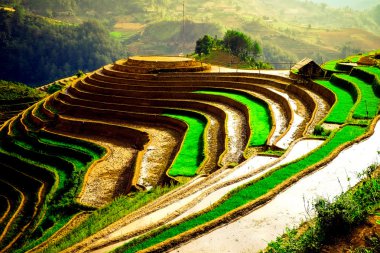 Pirinç tarlaları üzerinde Mu Cang Chai, Yenbai, Vietnam Teras. Kuzey Vietnam, hasat pirinç tarlaları hazırlamak.