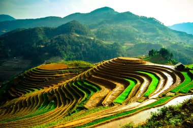 Pirinç tarlaları üzerinde Mu Cang Chai, Yenbai, Vietnam Teras. Kuzey Vietnam, hasat pirinç tarlaları hazırlamak.