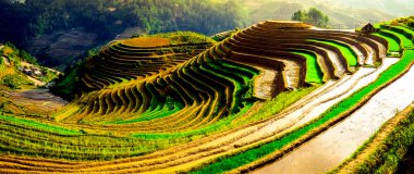 Pirinç tarlaları üzerinde Mu Cang Chai, Yenbai, Vietnam Teras. Kuzey Vietnam, hasat pirinç tarlaları hazırlamak.