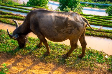 Pirinç tarlaları üzerinde Mu Cang Chai, Yenbai, Vietnam Teras. Kuzey Vietnam, hasat pirinç tarlaları hazırlamak.