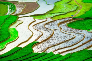 Pirinç tarlaları üzerinde Mu Cang Chai, Yenbai, Vietnam Teras. Kuzey Vietnam, hasat pirinç tarlaları hazırlamak.