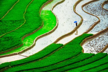 Pirinç tarlaları üzerinde Mu Cang Chai, Yenbai, Vietnam Teras. Kuzey Vietnam, hasat pirinç tarlaları hazırlamak.