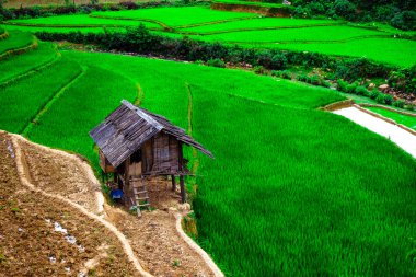 Pirinç tarlaları üzerinde Mu Cang Chai, Yenbai, Vietnam Teras. Kuzey Vietnam, hasat pirinç tarlaları hazırlamak.