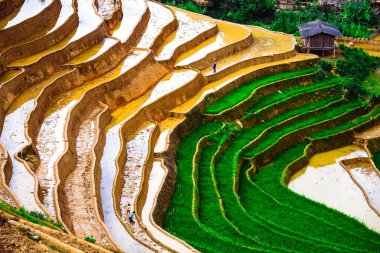 Pirinç tarlaları üzerinde Mu Cang Chai, Yenbai, Vietnam Teras. Kuzey Vietnam, hasat pirinç tarlaları hazırlamak.