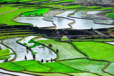 Pirinç tarlaları üzerinde Mu Cang Chai, Yenbai, Vietnam Teras. Kuzey Vietnam, hasat pirinç tarlaları hazırlamak.