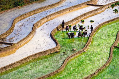 Pirinç tarlaları üzerinde Mu Cang Chai, Yenbai, Vietnam Teras. Kuzey Vietnam, hasat pirinç tarlaları hazırlamak.