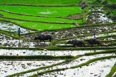 Pirinç tarlaları üzerinde Mu Cang Chai, Yenbai, Vietnam Teras. Kuzey Vietnam, hasat pirinç tarlaları hazırlamak.
