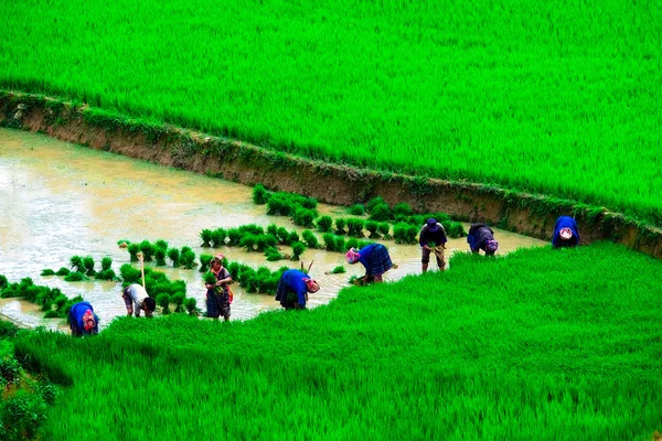 Campos de arroz en terrazas de Mu Cang Chai, YenBai, Vietnam. Los campos de arroz preparan la cosecha en el noroeste de Vietnam . —  Fotos de Stock