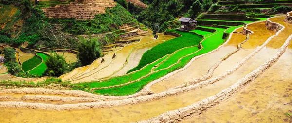 Campos de arroz em terraços de Mu Cang Chai, YenBai, Vietnã. Campos de arroz preparam a colheita no noroeste do Vietnã . — Fotografia de Stock