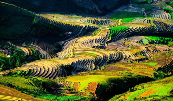 Campos de arroz em terraços de Mu Cang Chai, YenBai, Vietnã. Campos de arroz preparam a colheita no noroeste do Vietnã . — Fotografia de Stock