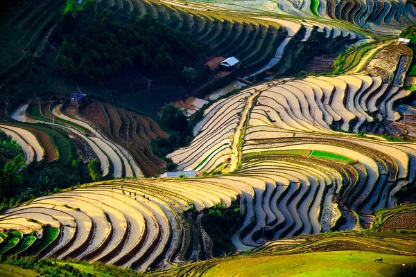 Câmpuri de orez pe terasa Mu Cang Chai, YenBai, Vietnam. Câmpurile de orez pregătesc recolta în nord-vestul Vietnamului . — Fotografie, imagine de stoc