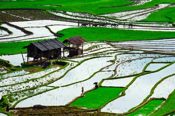 Campos de arroz en terrazas de Mu Cang Chai, YenBai, Vietnam. Los campos de arroz preparan la cosecha en el noroeste de Vietnam . —  Fotos de Stock