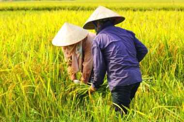 Vietnam çiftçiler havesting pirinç Ha noi orada alanında.