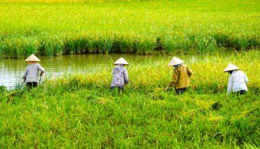 Vietnam çiftçiler havesting pirinç Ha noi orada alanında.