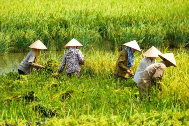 Vietnam çiftçiler havesting pirinç Ha noi orada alanında.