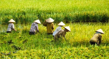 Vietnam çiftçiler havesting pirinç Ha noi orada alanında.