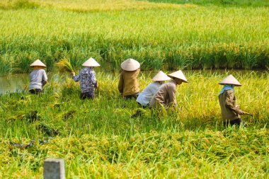 Vietnam çiftçiler havesting pirinç Ha noi orada alanında.