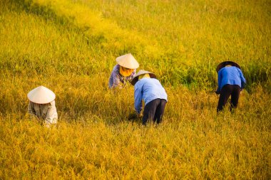 Vietnam çiftçiler havesting pirinç Ha noi orada alanında.