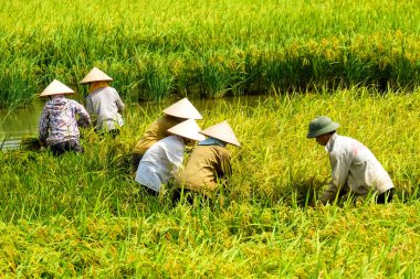 Vietnam çiftçiler havesting pirinç Ha noi orada alanında.
