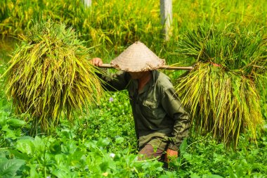Vietnam çiftçiler havesting pirinç Ha noi orada alanında.