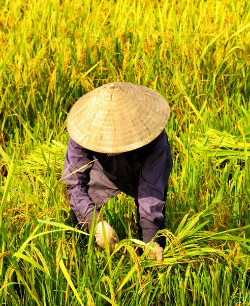 Vietnamesische Bauern ernten Reis auf ihrem Feld in ha noi. — Stockfoto