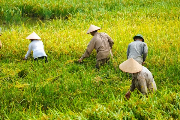 Campesinos de Vietnam tienen arroz en el campo de Ha noi . — Foto de Stock