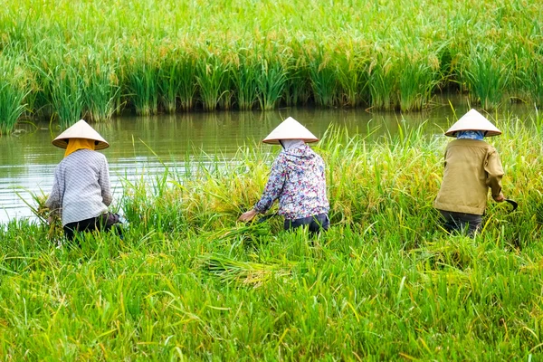 Vietnam jordbrukare havesting ris på fältet i Ha noi. — Stockfoto