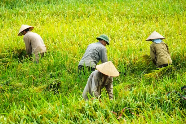 Vietnam çiftçiler havesting pirinç Ha noi orada alanında. — Stok fotoğraf