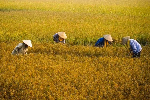 Campesinos de Vietnam tienen arroz en el campo de Ha noi . — Foto de Stock