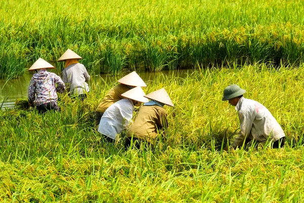 Agriculteurs vietnamiens ayant du riz là-bas champ à Ha noi . — Photo