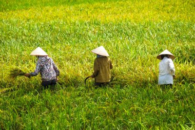 Vietnam çiftçiler havesting pirinç Ha noi orada alanında.