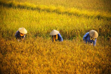 Vietnam çiftçiler havesting pirinç Ha noi orada alanında.