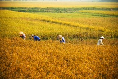 Vietnam çiftçiler havesting pirinç Ha noi orada alanında.