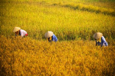 Vietnam çiftçiler havesting pirinç Ha noi orada alanında.