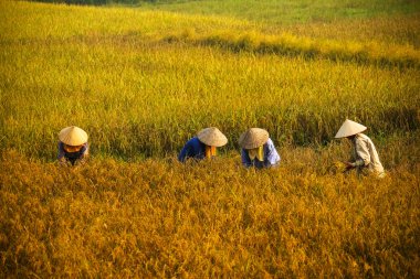 Vietnam çiftçiler havesting pirinç Ha noi orada alanında.