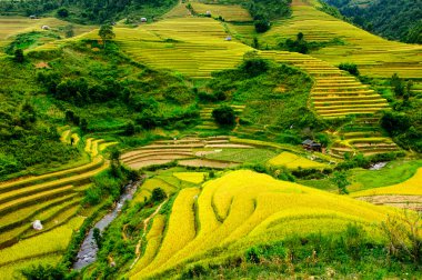Pirinç tarlaları üzerinde Mu Cang Chai, Yenbai, Vietnam Teras. Kuzey Vietnam, hasat pirinç tarlaları hazırlamak.