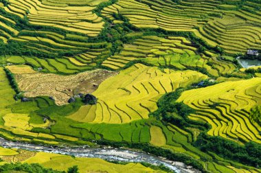Pirinç tarlaları üzerinde Mu Cang Chai, Yenbai, Vietnam Teras. Kuzey Vietnam, hasat pirinç tarlaları hazırlamak.
